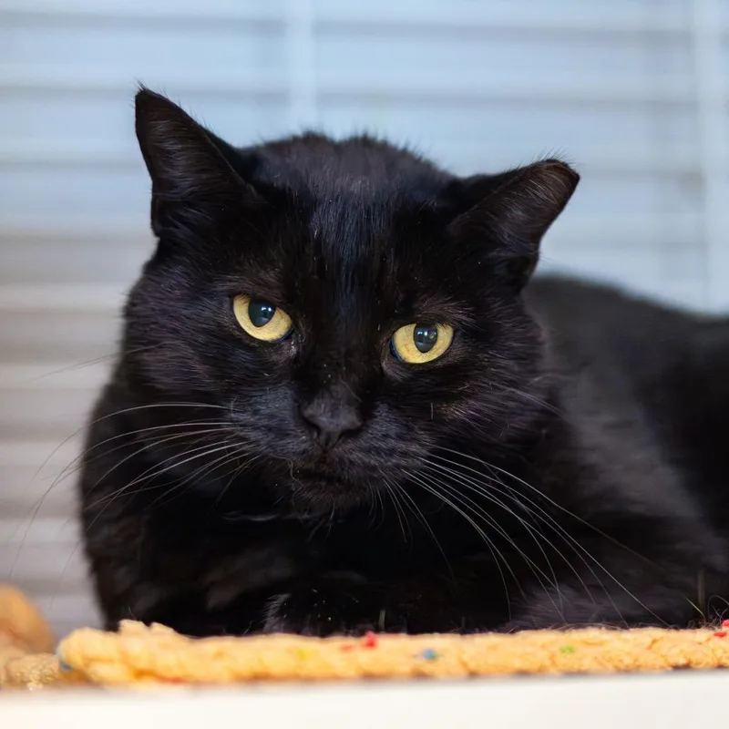 An adult medium-sized female Black Domestic Short Hair cat named Sissy for adoption in Newark, DE
