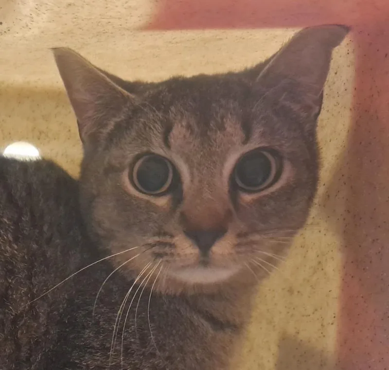 A young medium-sized female Domestic Short Hair cat named Betsy for adoption in Douglasville, GA