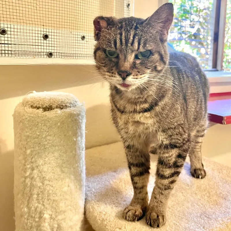 A senior medium-sized female Domestic Short Hair cat named Hot Rod for adoption in Cambria, CA