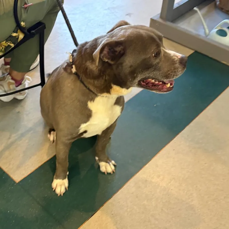 A senior medium-sized male Gray / Blue / Silver Pit Bull Terrier dog named Slater "Ted B."  for adoption in Tupelo, MS