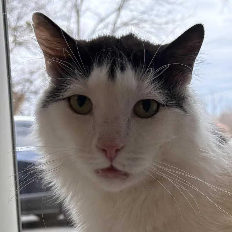 Patchouli thumbnail 2