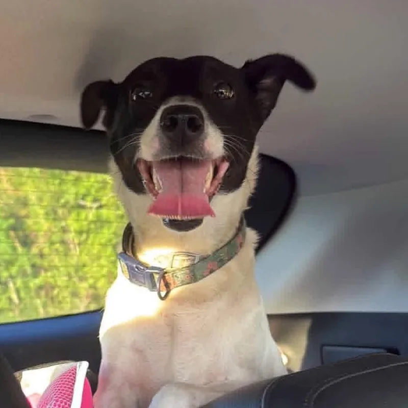 A young small-sized female Black Rat Terrier dog named Trina for adoption in New Orleans, LA