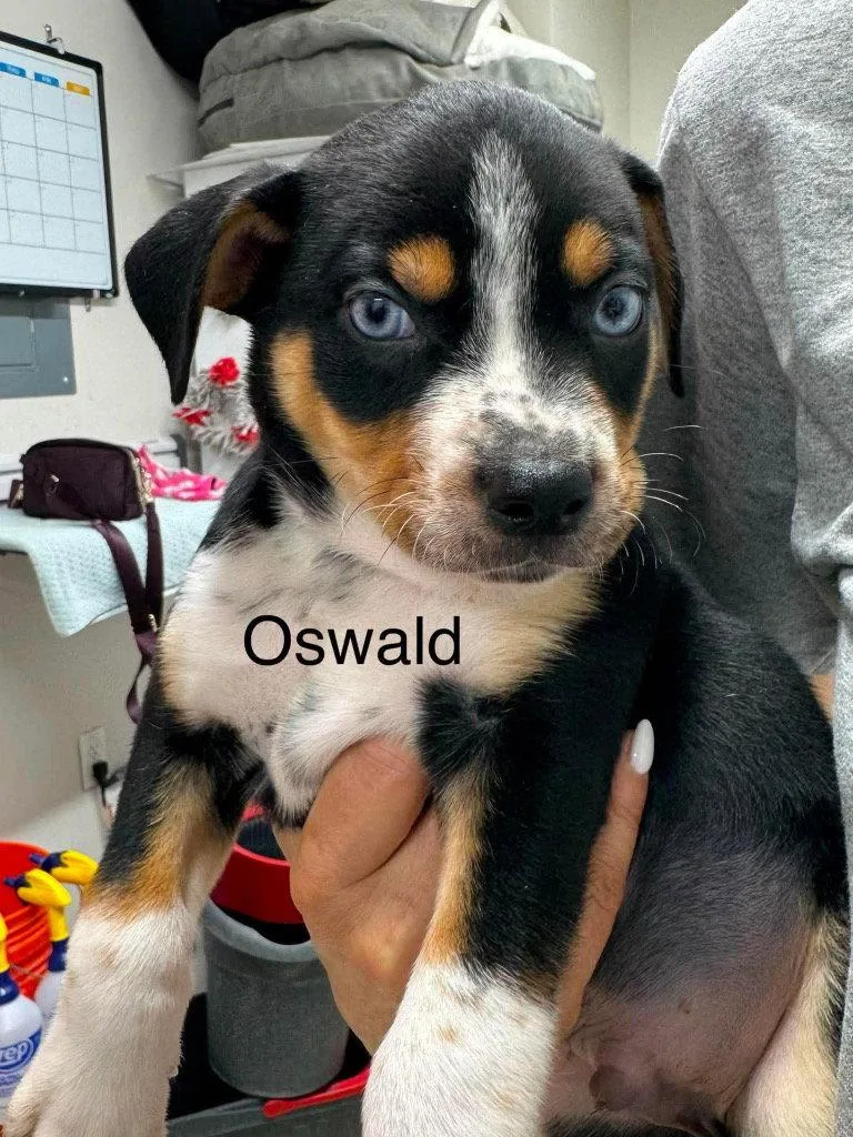 Oswald