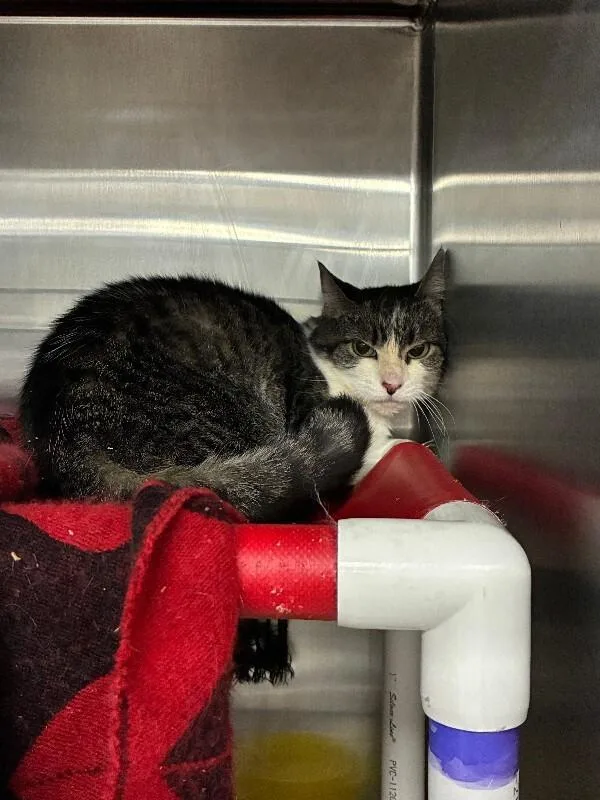 An adult medium-sized female Tabby (Brown / Chocolate) Domestic Short Hair cat named Meesha for adoption in Cincinnati, OH