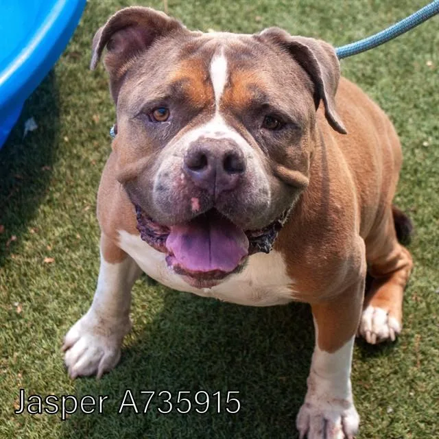 An adult medium-sized male American Bulldog dog named Jasper for adoption in Sacramento, CA
