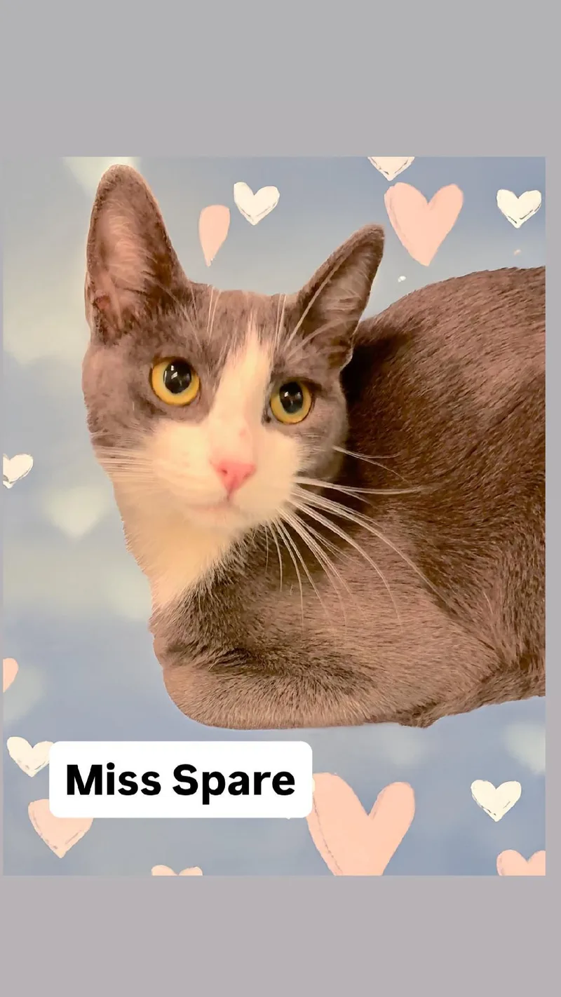 Miss Spare At Martinez