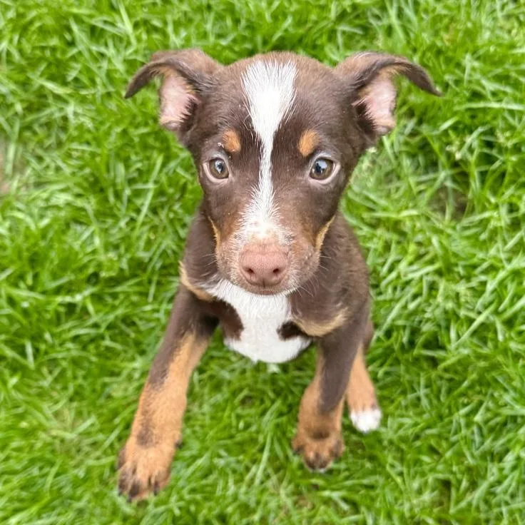 A baby small-sized female Mixed Breed dog named Queenie for adoption in Toledo, OH
