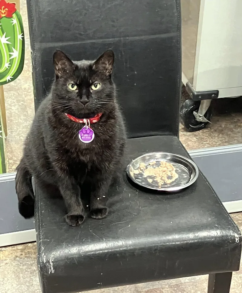 Rosario  Purrmanent Resident