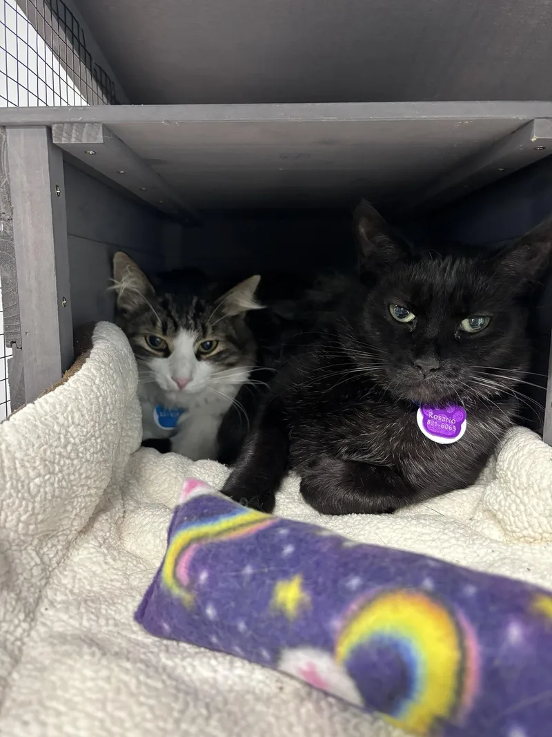 Rosario  Purrmanent Resident thumbnail 2