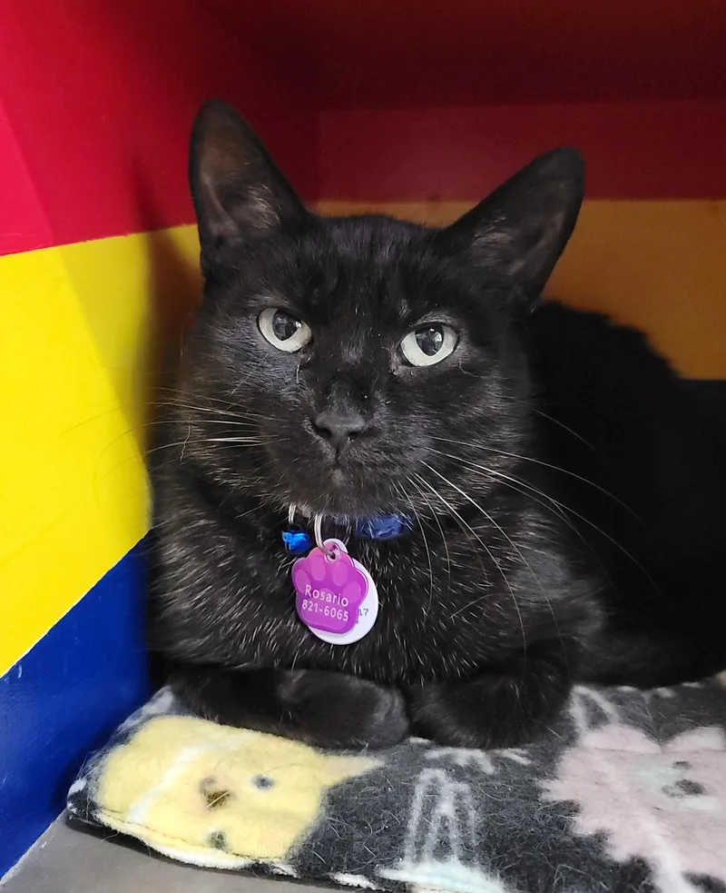 Rosario  Purrmanent Resident thumbnail 3