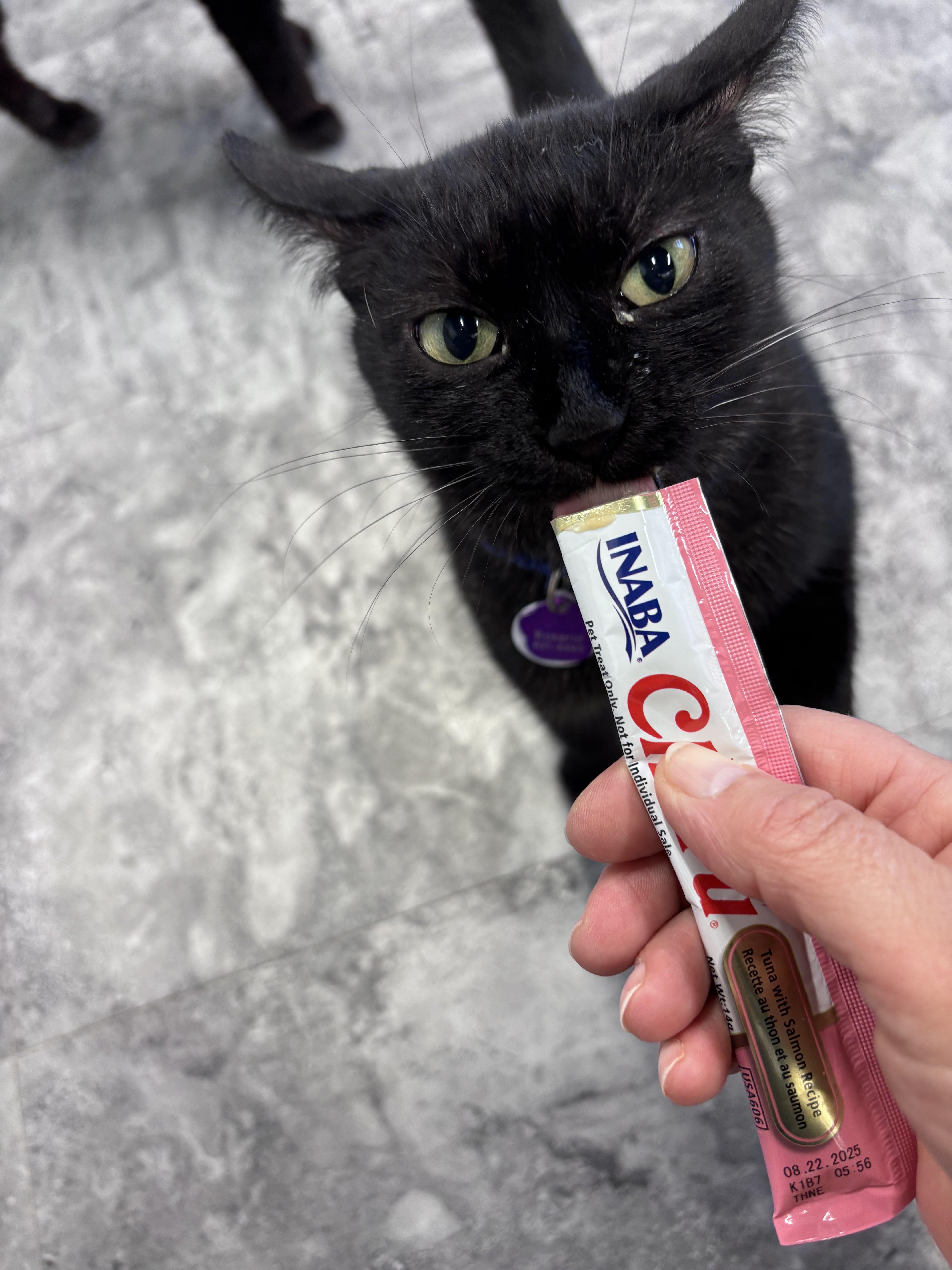 Rosario  Purrmanent Resident thumbnail 4