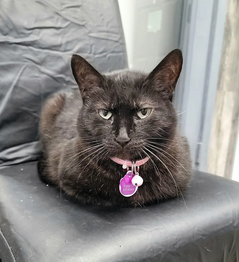 Rosario  Purrmanent Resident thumbnail 5