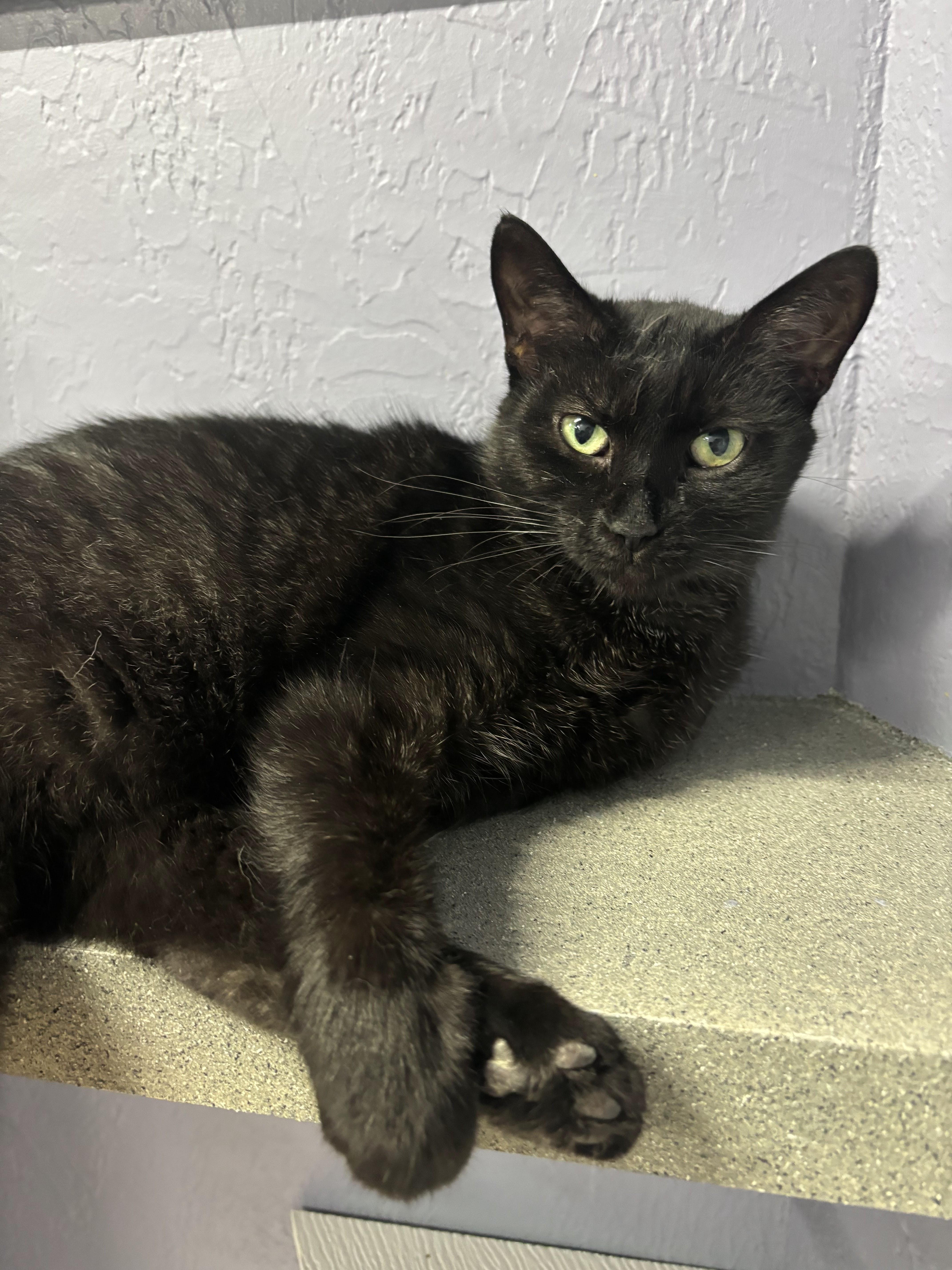 Rosario  Purrmanent Resident thumbnail 6