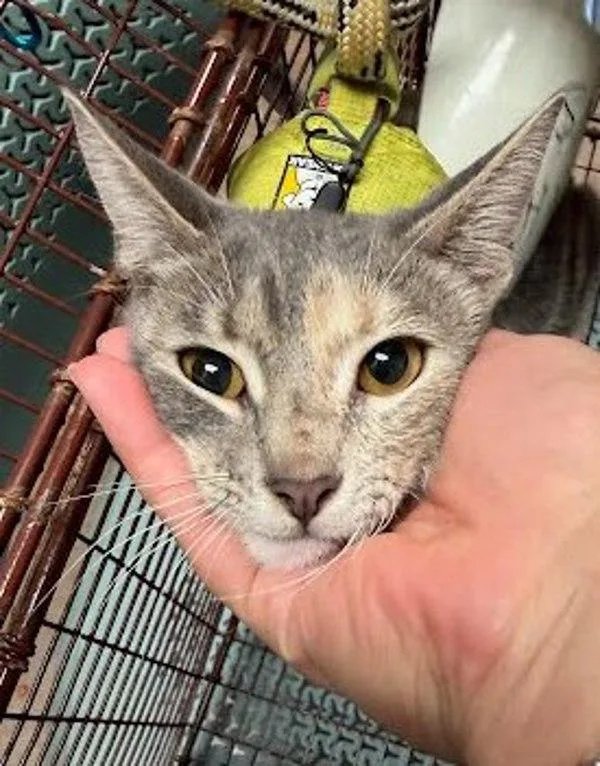 A young small-sized female Domestic Short Hair cat named Autumn Dreams for adoption in Austin, TX