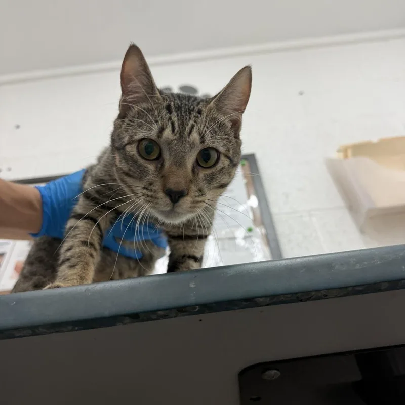 An adult large-sized male Gray / Blue / Silver Domestic Short Hair cat named Big Boy for adoption in Edinburg, TX