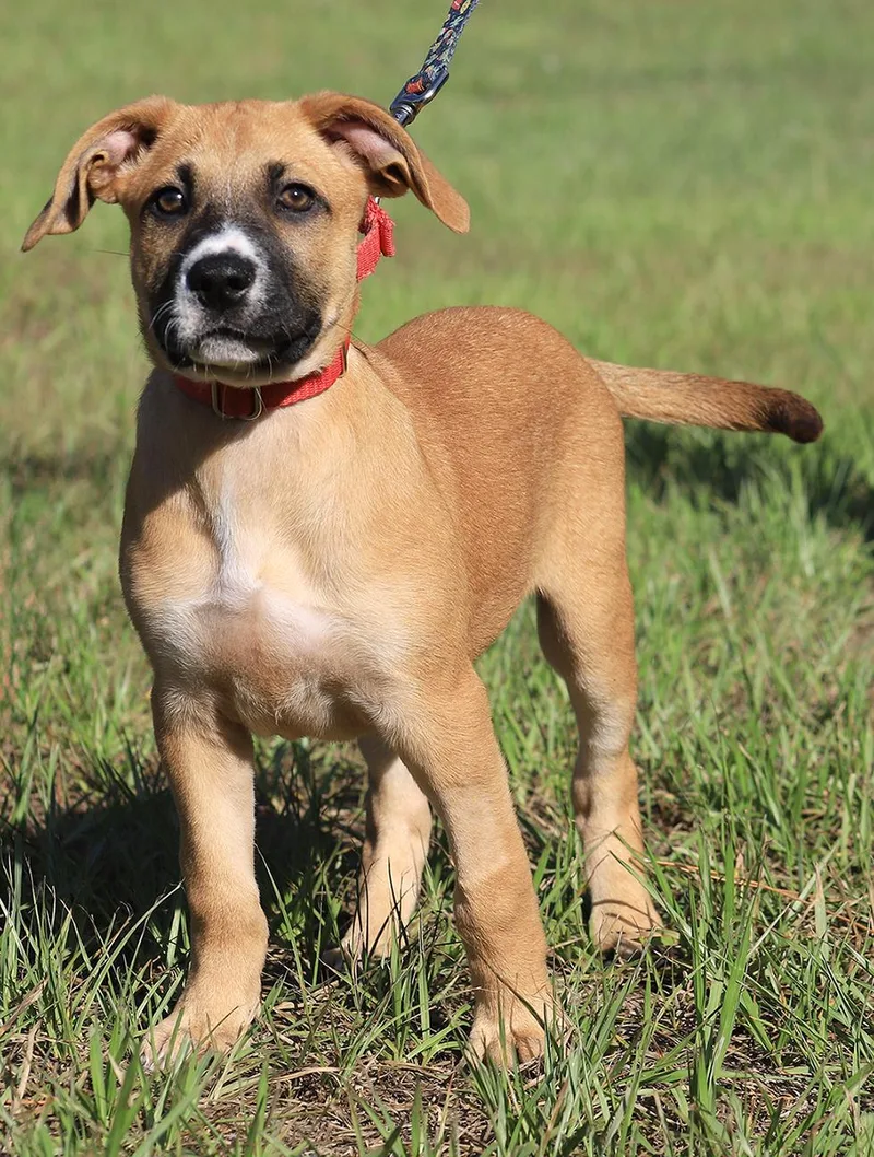 A baby small-sized female Hound dog named Paprika for adoption in North Fort Myers, FL