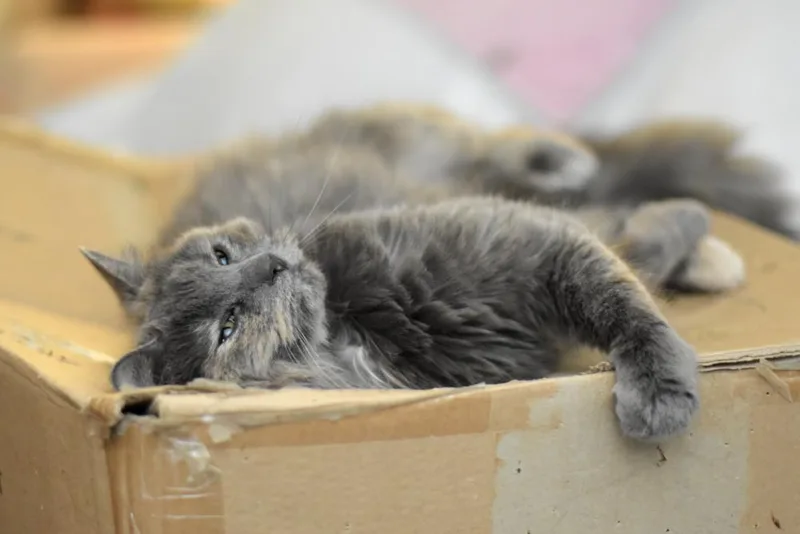 An adult medium-sized female Domestic Long Hair cat named Misty for adoption in Chicago, IL