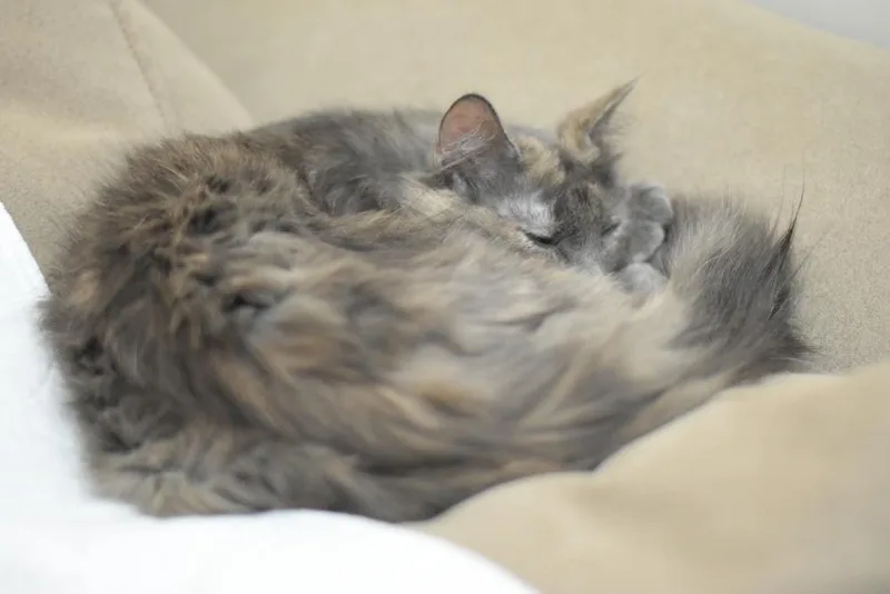 Misty thumbnail 4