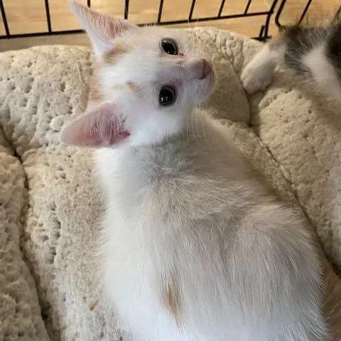 A baby small-sized male White Domestic Short Hair cat named Blizzard for adoption in Dayton, OH