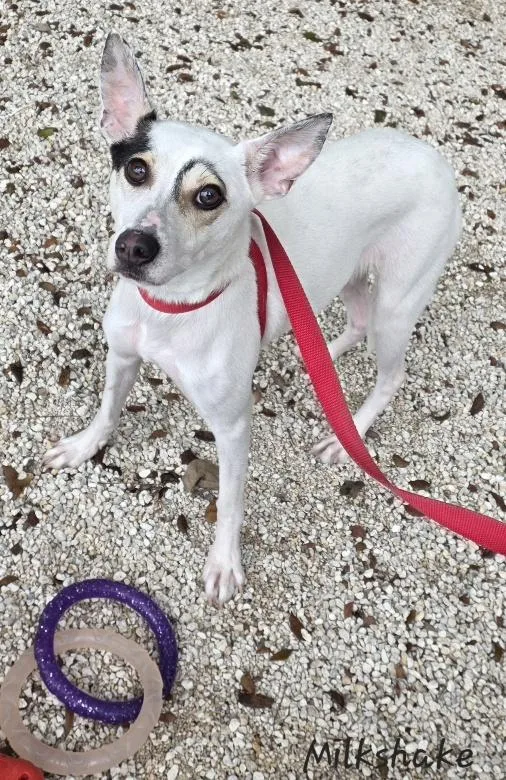 Milkshake thumbnail 2