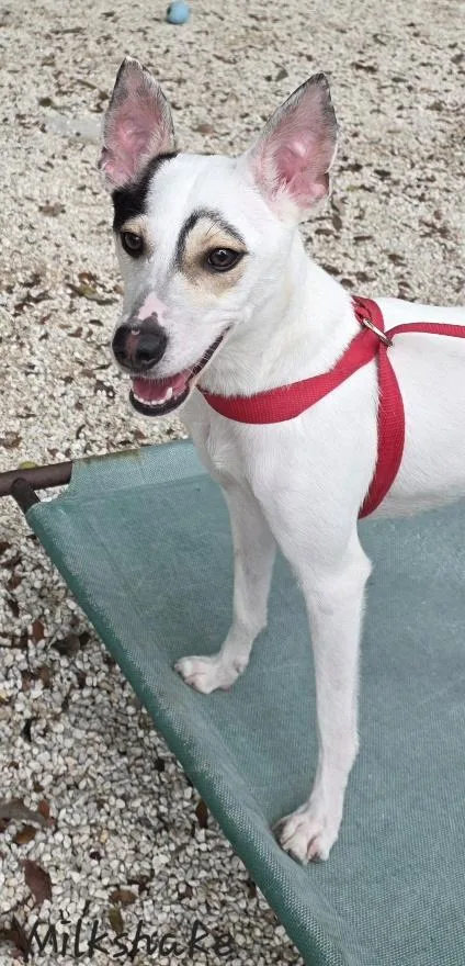 Milkshake thumbnail 3