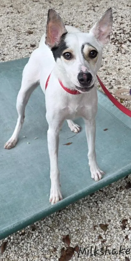 Milkshake thumbnail 4