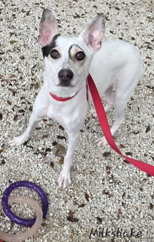 Milkshake thumbnail 5