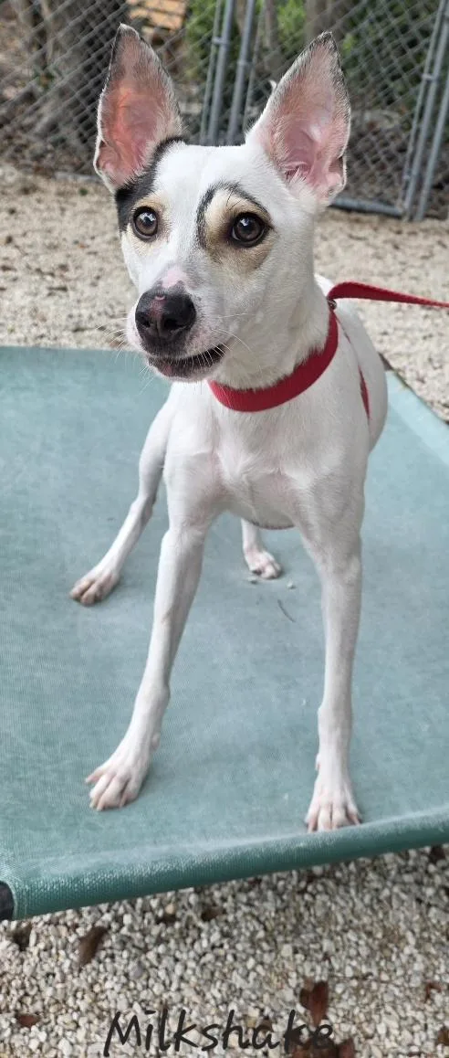 Milkshake thumbnail 6