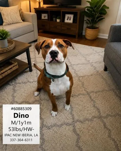 Dino