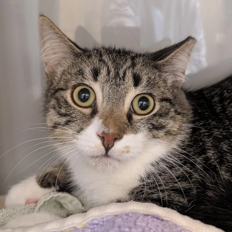 A baby medium-sized male Gray / Blue / Silver Domestic Short Hair cat named Lagoono Blue for adoption in Chicago, IL