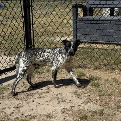 A baby small-sized male Pointer dog named Thunder for adoption in Conway, SC