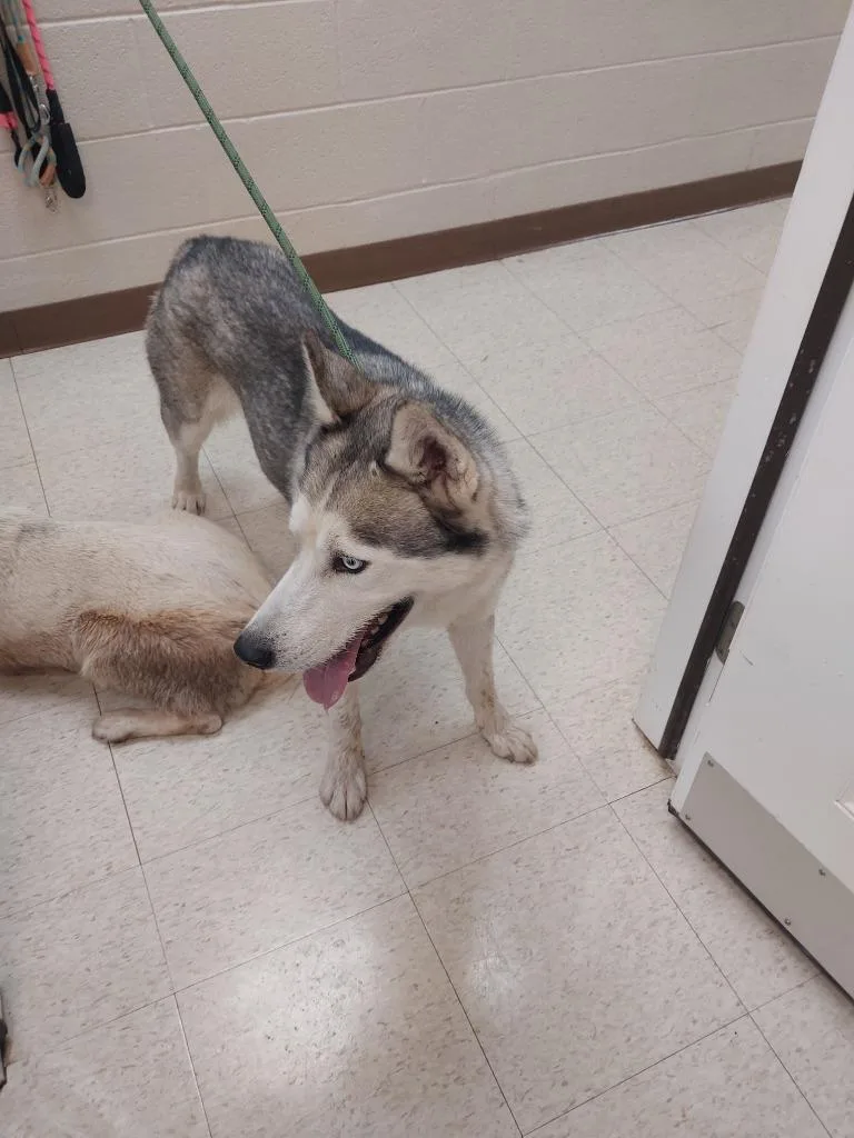 An adult medium-sized male Husky dog named Gustav for adoption in Mocksville, NC