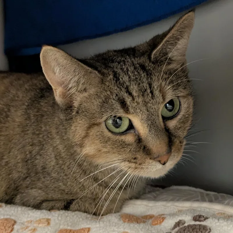 An adult medium-sized female Domestic Short Hair cat named Oatmeal Pie for adoption in Chicago, IL