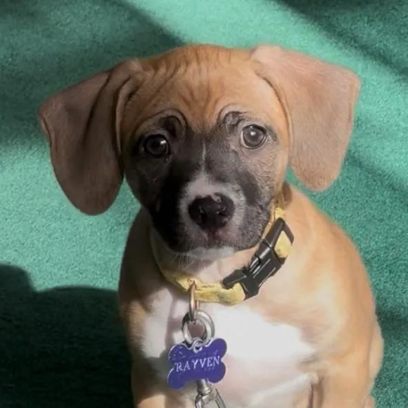 Rayven