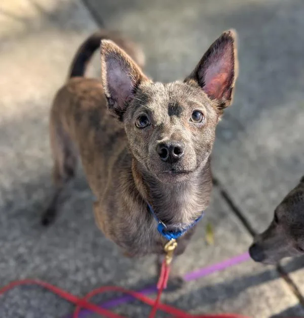 A young small-sized male Chihuahua dog named Dipper for adoption in Santa Rosa, CA