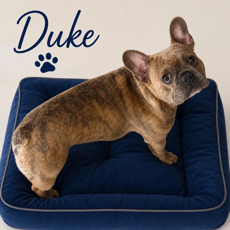 A young small-sized male Brindle French Bulldog dog named Duke for adoption in Momence, IL