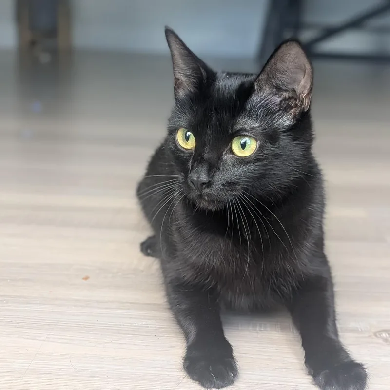 A young small-sized female Black Domestic Short Hair cat named Jasmine Hoglund for adoption in Eagle Mountain, UT