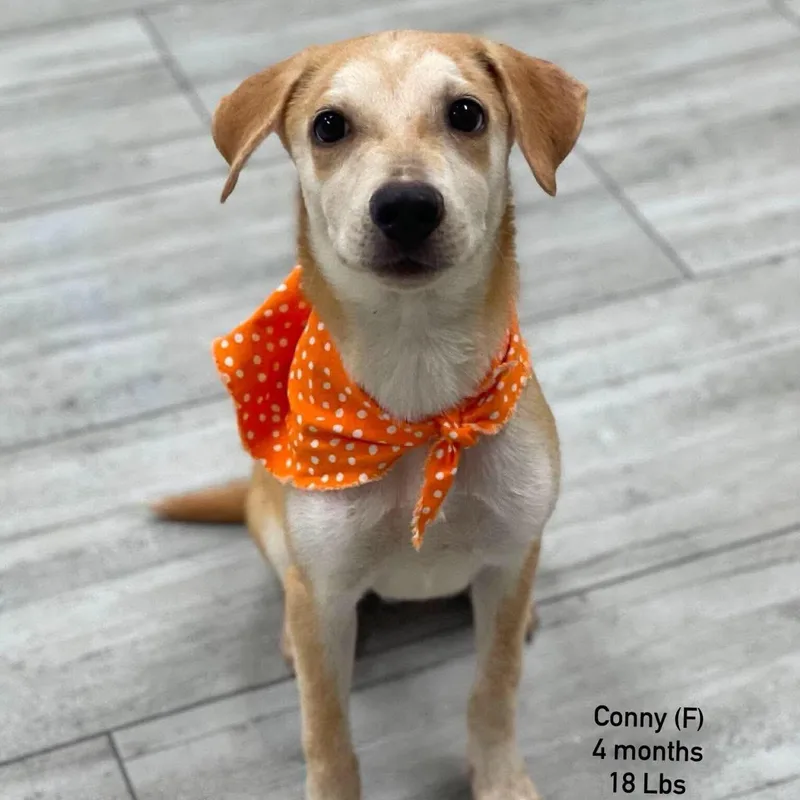 A baby medium-sized female Yellow / Tan / Blond / Fawn Labrador Retriever dog named Conny Local October for adoption in Brookshire, TX