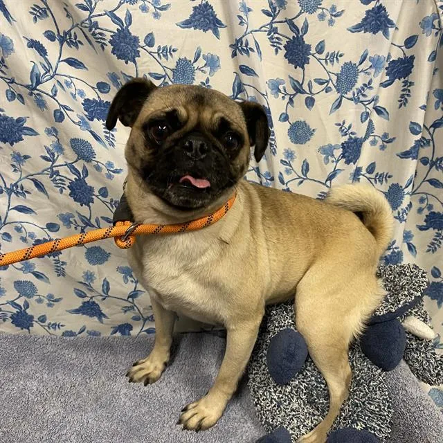 An adult small-sized female Pug dog named Birdie for adoption in Modesto, CA