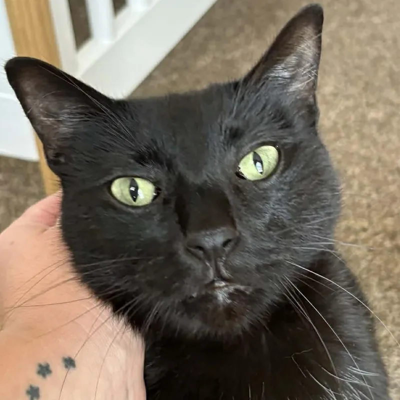 An adult medium-sized male Black Domestic Medium Hair cat named Lumi for adoption in Liverpool, TX