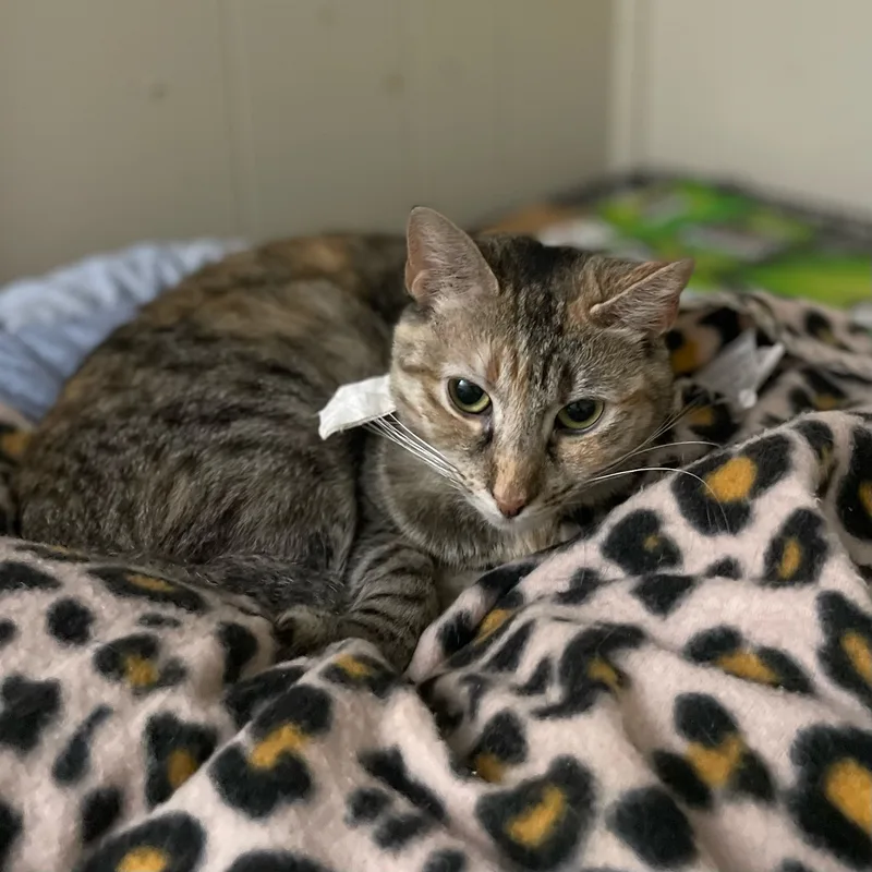 Zoom Zoom thumbnail 2