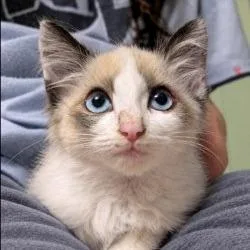 A baby small-sized male Seal Point Domestic Medium Hair cat named Cashmere for adoption in Tacoma, WA