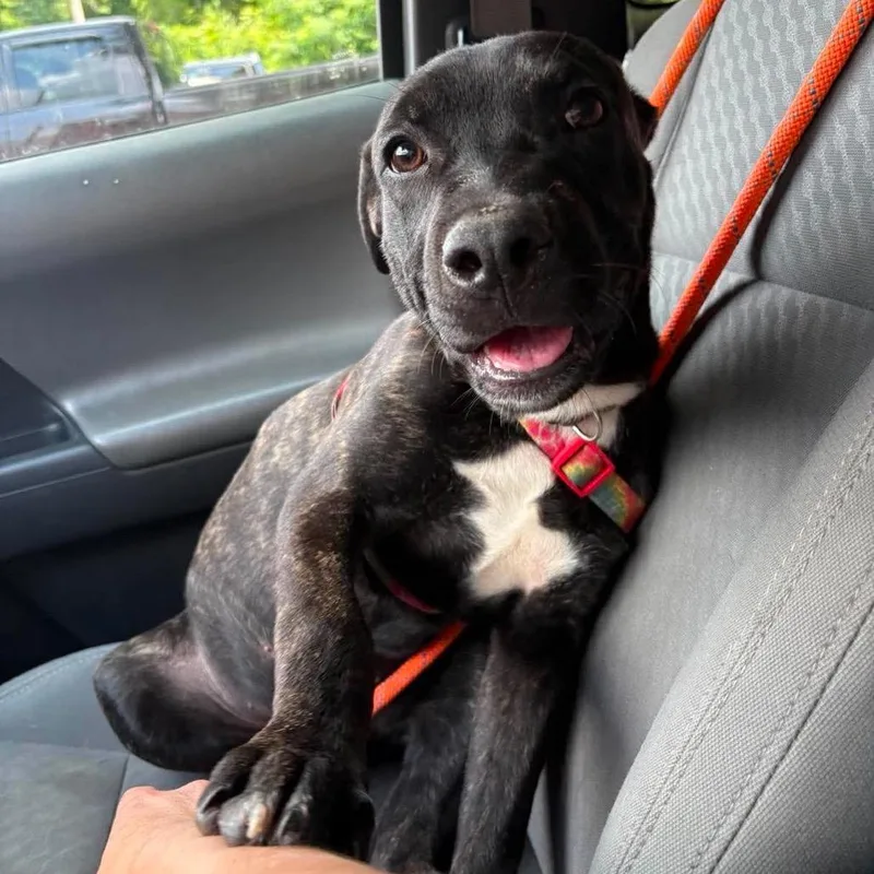Louie