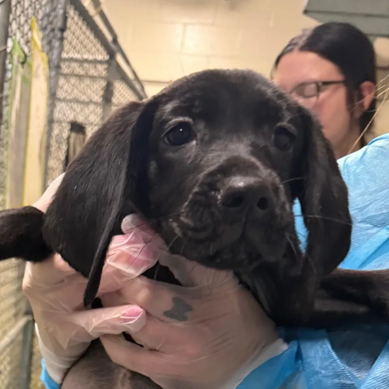 A baby small-sized female Black Mixed Breed dog named One For The Road for adoption in Charleston, WV