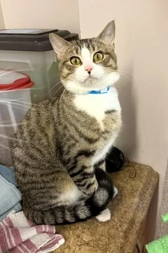 An adult medium-sized male Tabby (Brown / Chocolate) Domestic Short Hair cat named Jinx for adoption in Medina, OH
