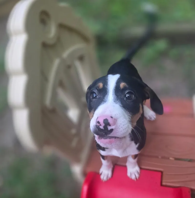 A baby medium-sized female White / Cream American Staffordshire Terrier dog named Lini for adoption in Colonial Heights, VA