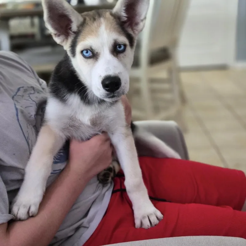 Loki