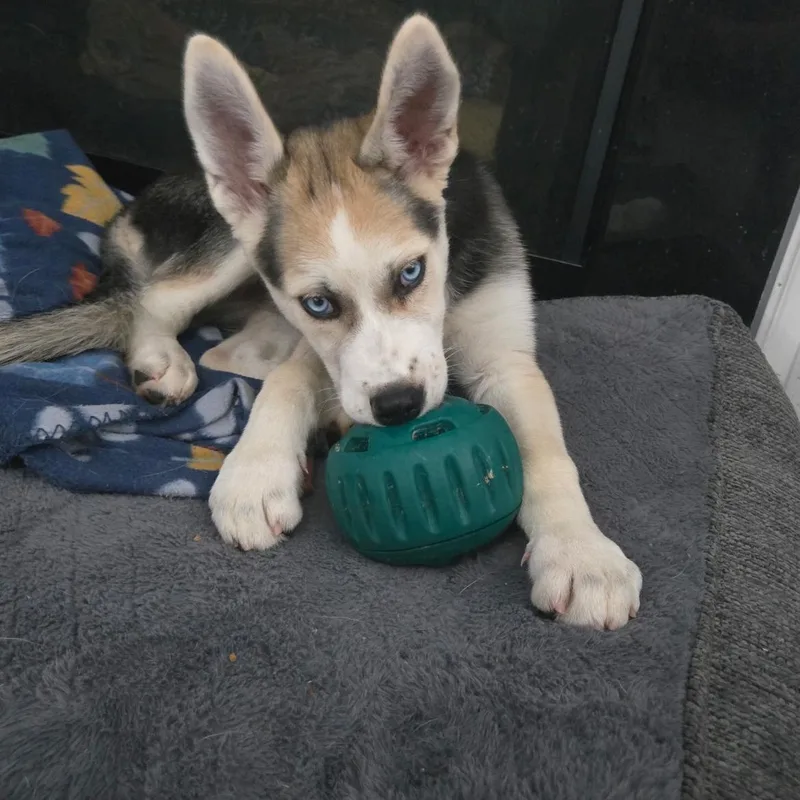 Loki thumbnail 2
