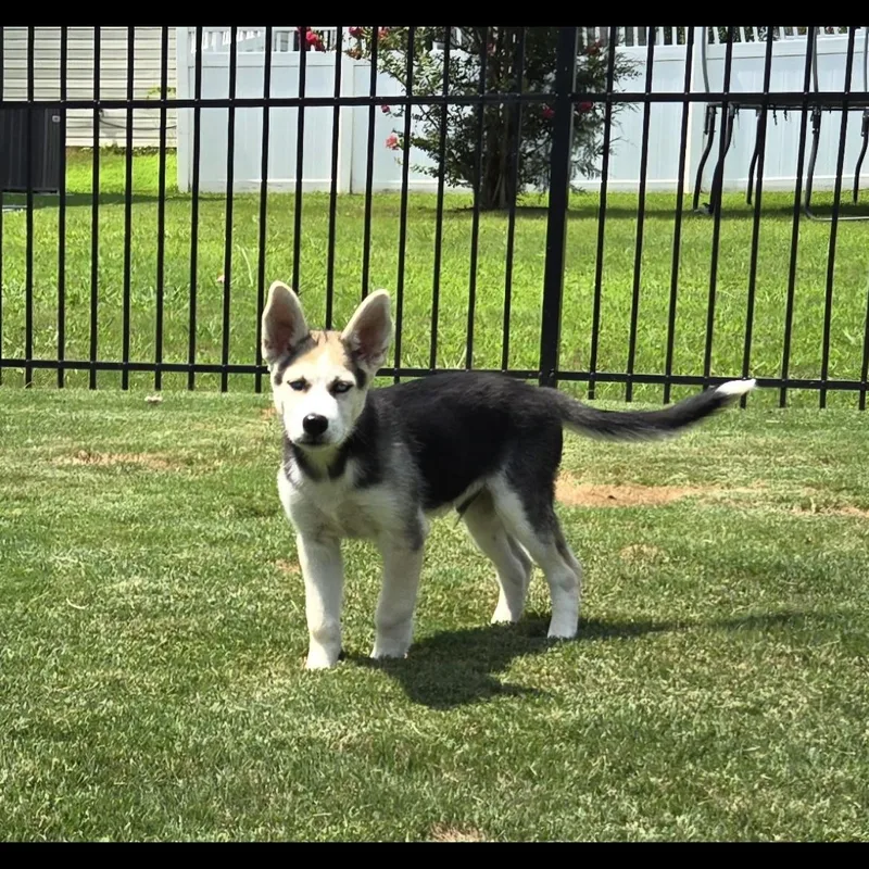 Loki thumbnail 3