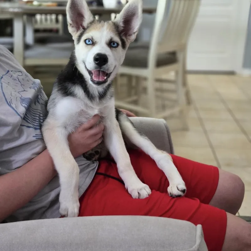 Loki thumbnail 4